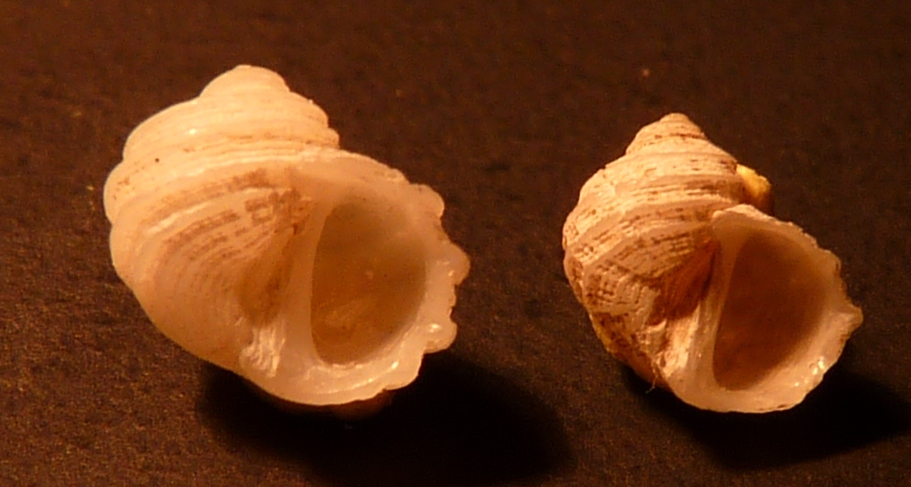 Trochidae Gibbula guttadauri ?????